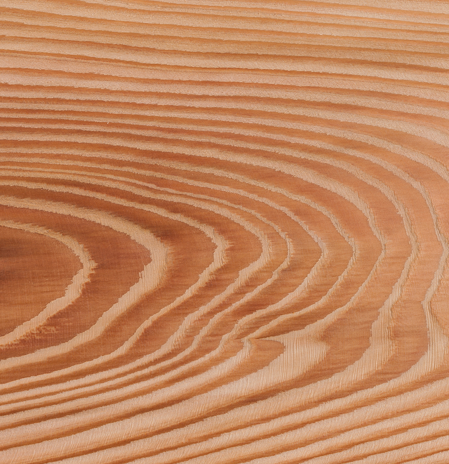 Wood grain swatch of Atlantic White Cedar with curved rings.