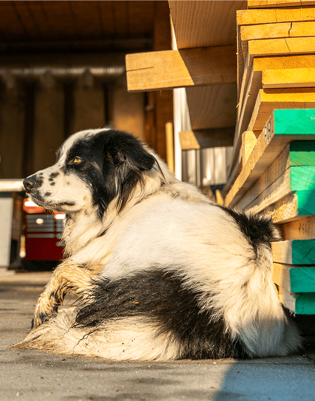 A black and white dog lies beside stacks of cygnus lumber, enjoying the sun.