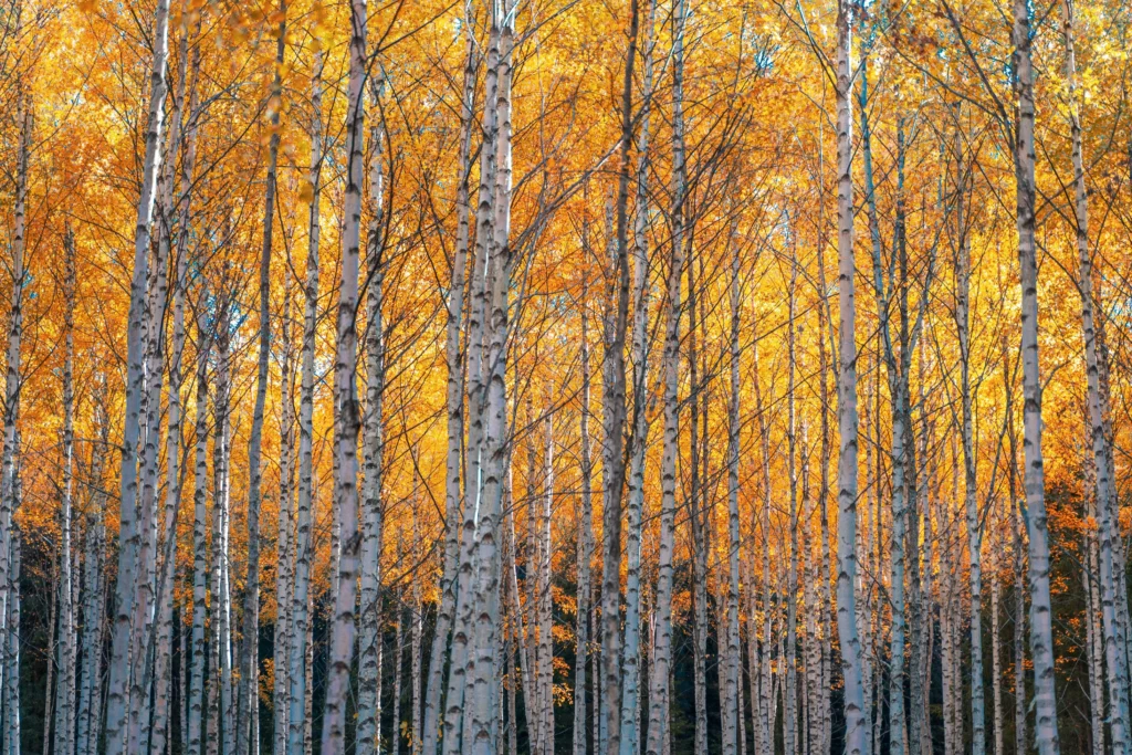 Birch forest with white trunks and golden autumn foliage.