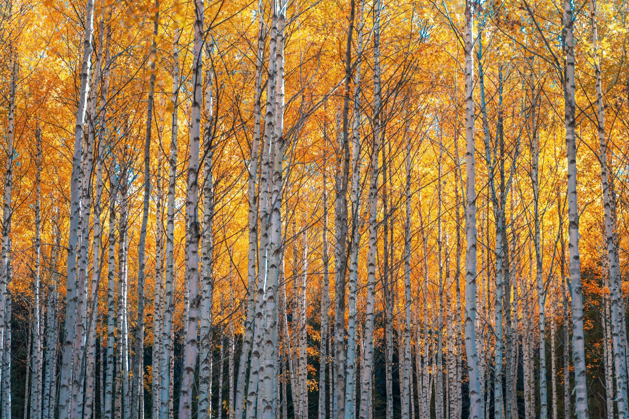 Birch forest with white trunks and golden autumn foliage.